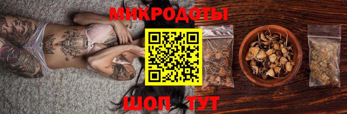 Псилоцибиновые грибы Psilocybe Торжок